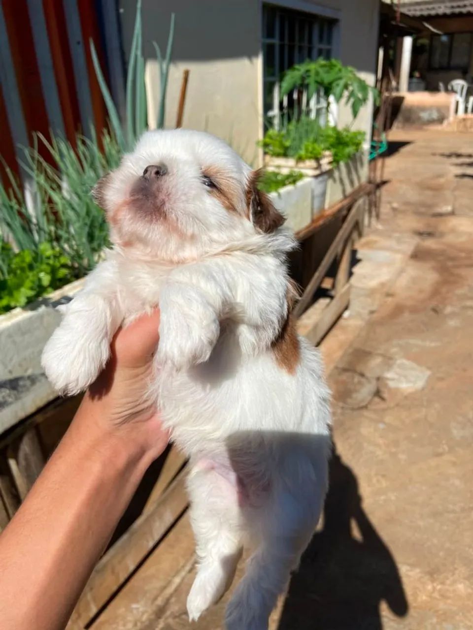 Cachorrod - Foto 4