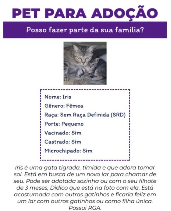 [ZS-SP] Adoção - Gata tigrada adulta castrada - Foto 2