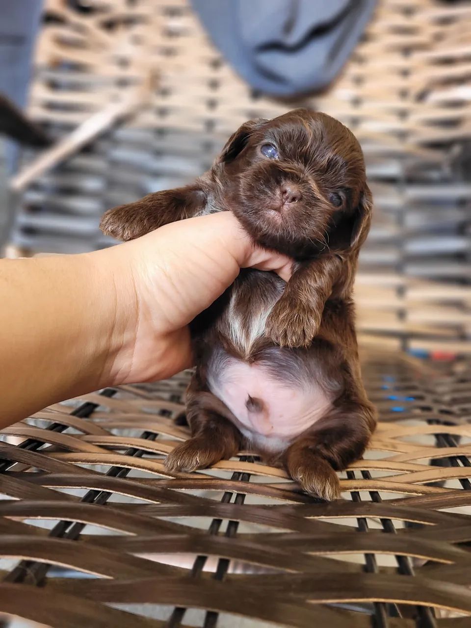Shihtzu chocolate sólido  - Foto 2