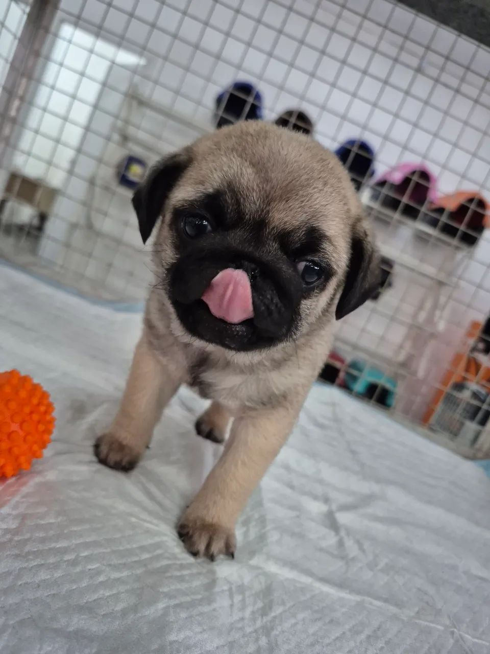 Pug