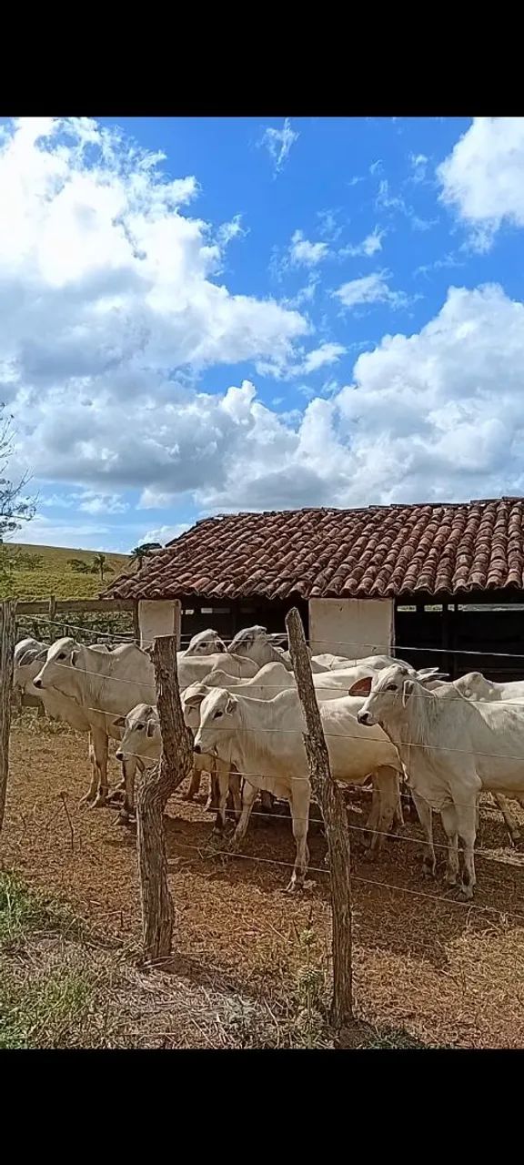 Bezerros Nelore  - Foto 6