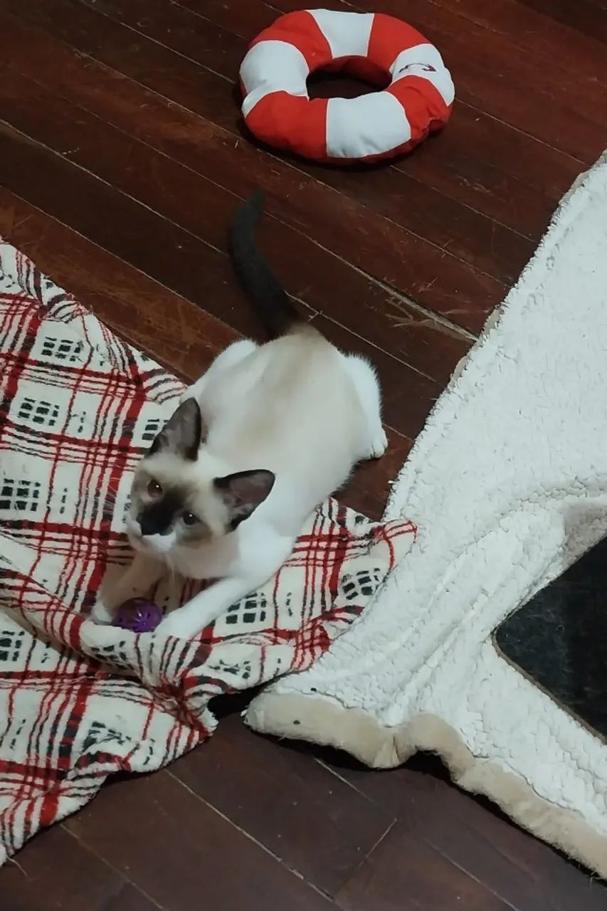 Gatinho Filhote Macho - 4 meses