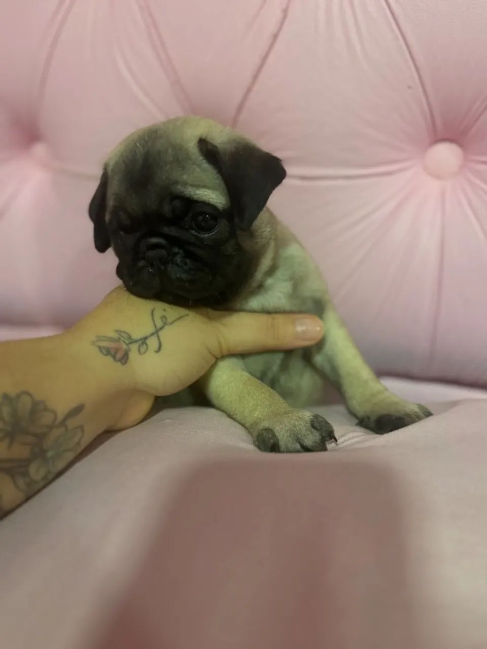 Pug - Foto 4