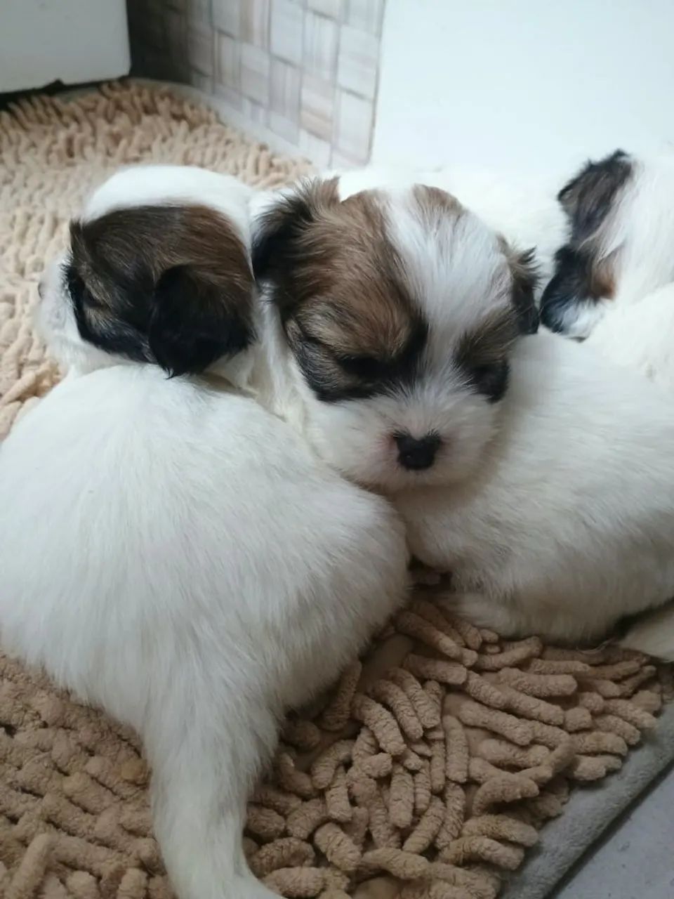 Cachorro Lhasa apsu  - Foto 3