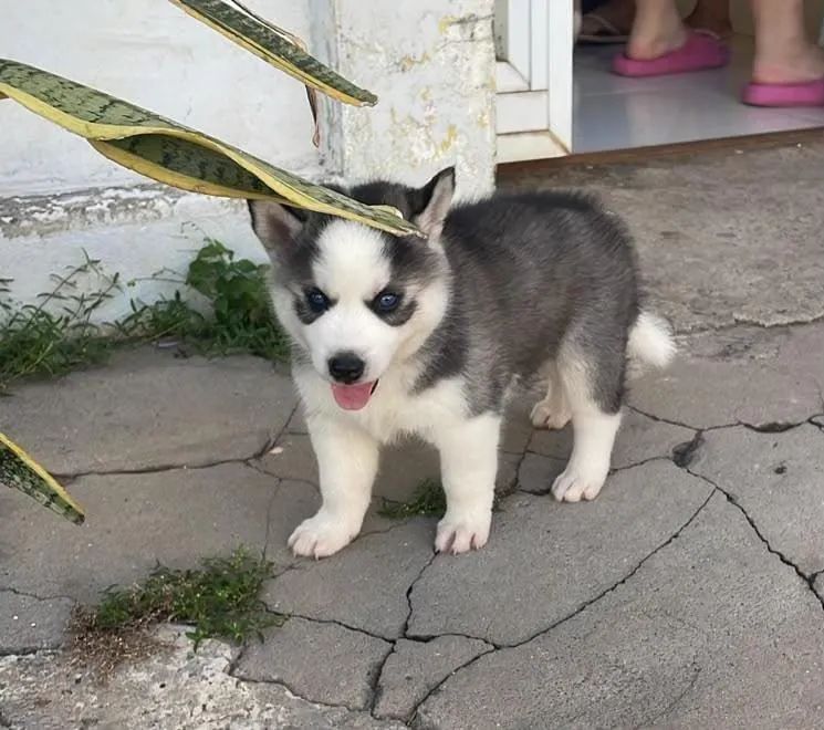 Husky siberiano 