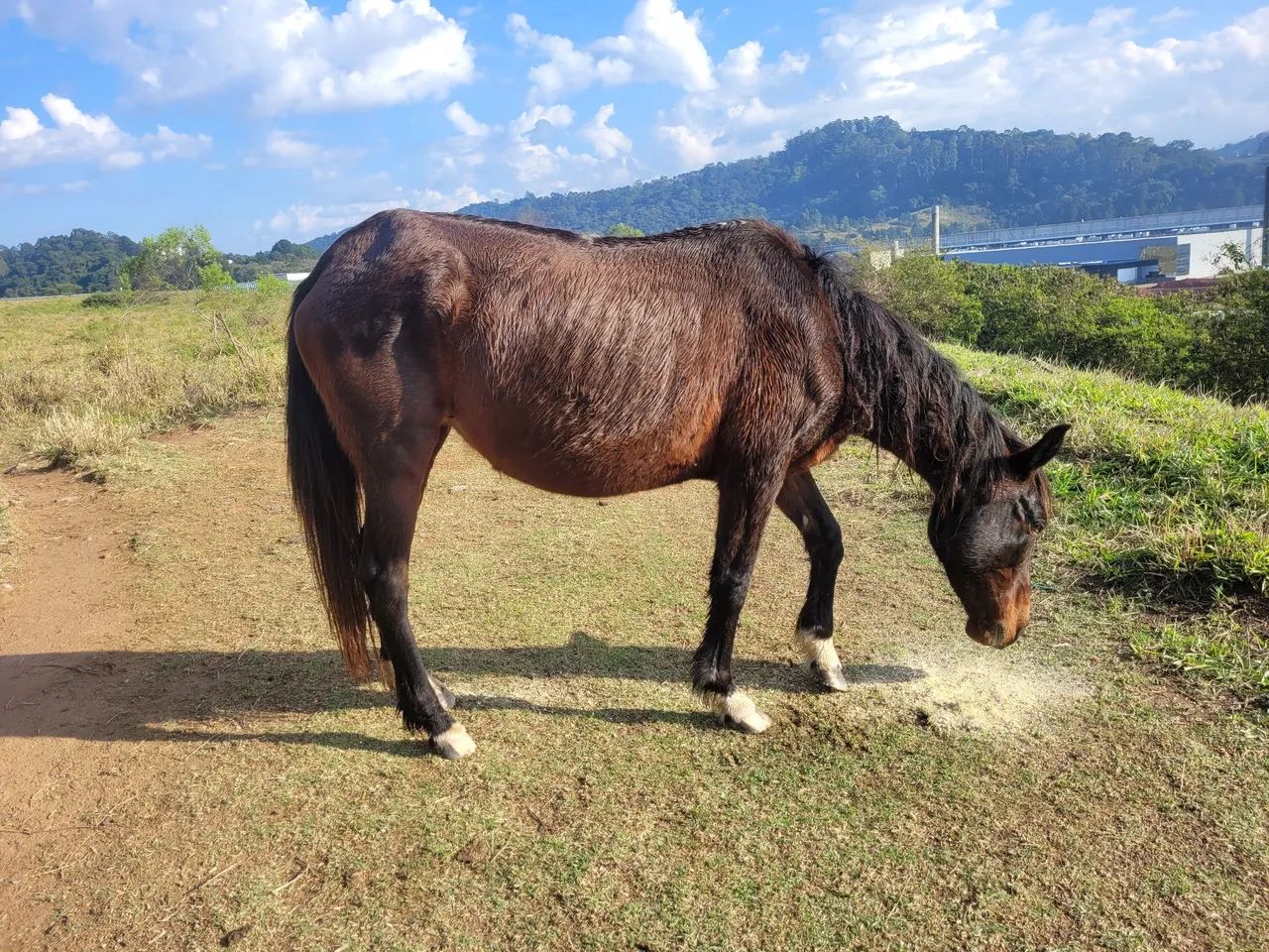 Egua mangalarga preta  - Foto 3