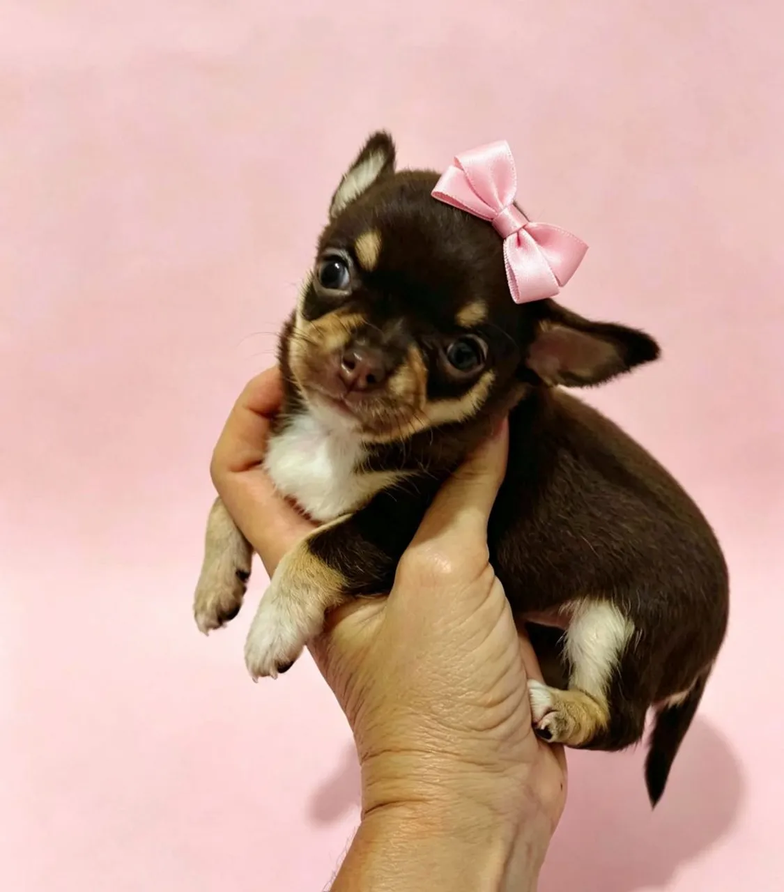 Chihuahua machos e fêmeas - Cachorros - Ponta Negra, Natal