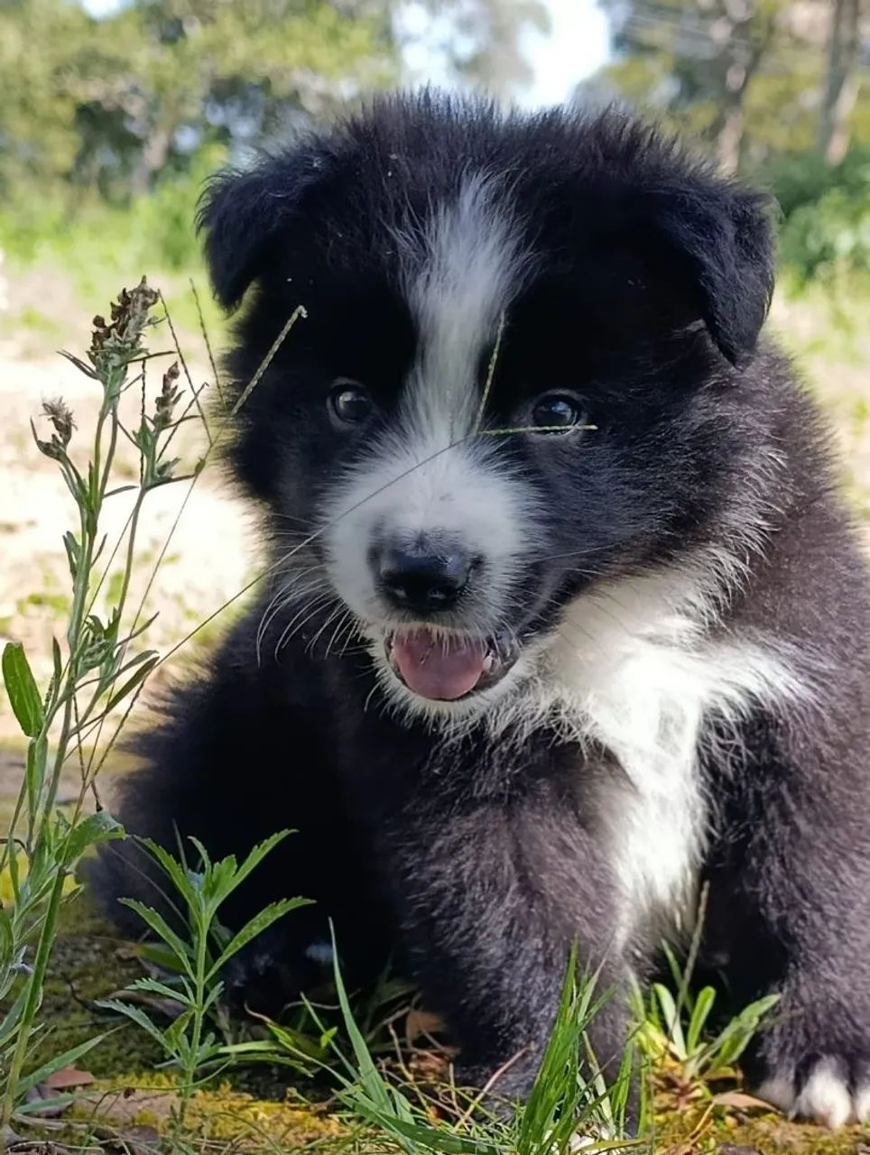 Lindos filhotes de Border Collie  - Foto 2