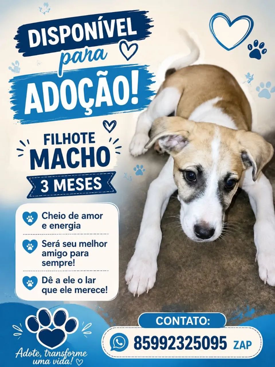 Doação de filhote 