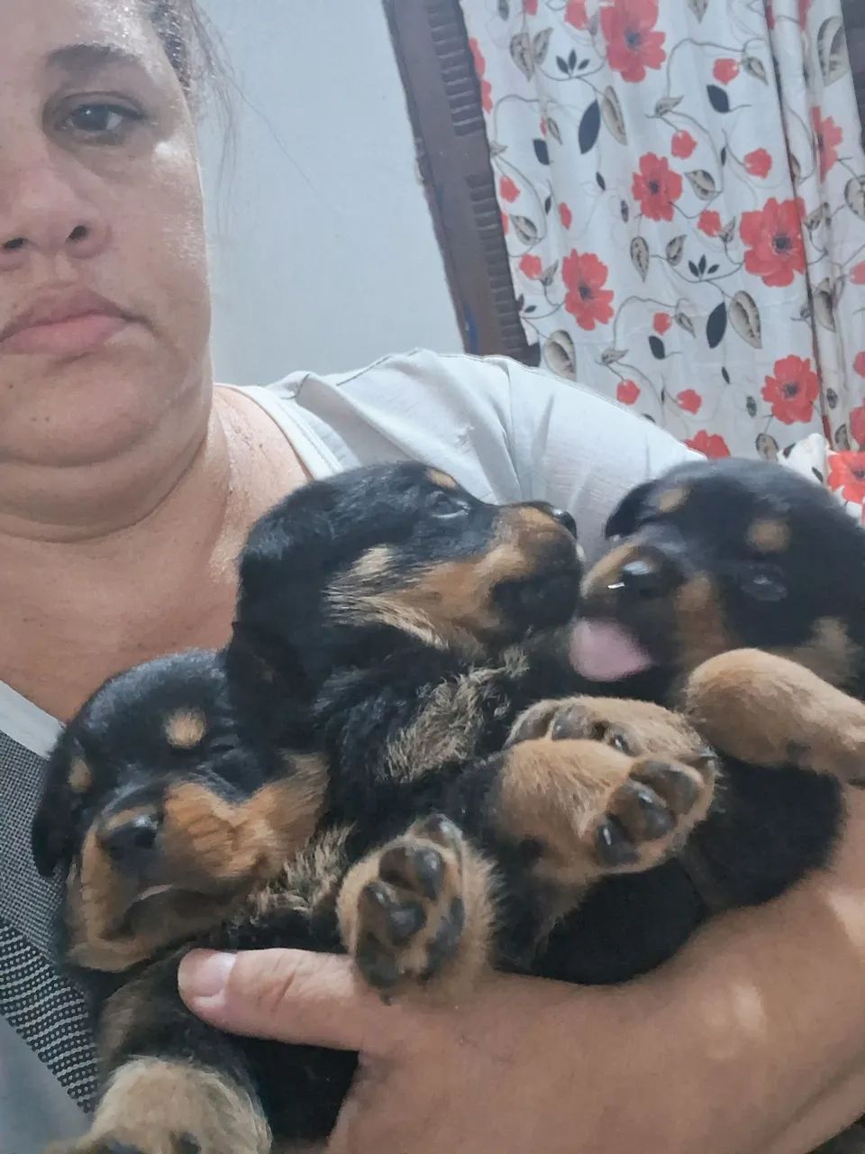 Vende se filhotes de rottwaller  - Foto 3