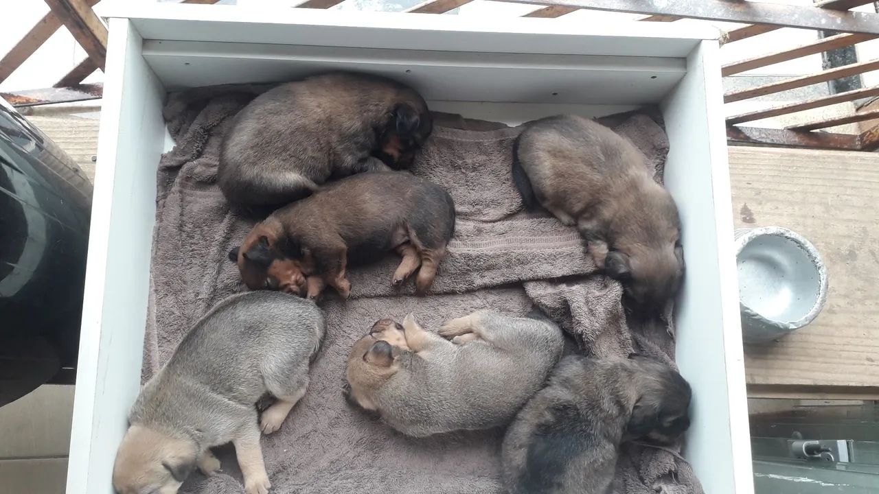 Doação de cachorrinhos