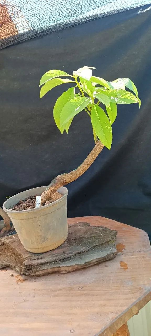 Pré bonsai abacate - Foto 2