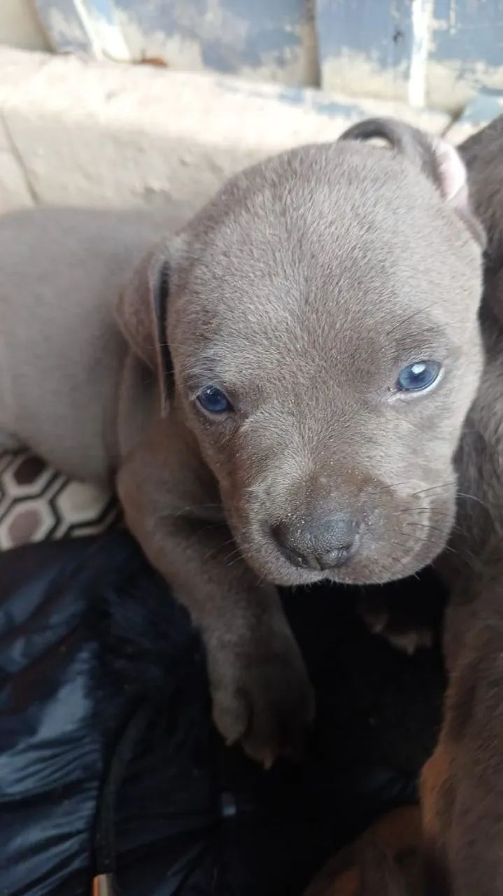 Filhote American Bully bluee 