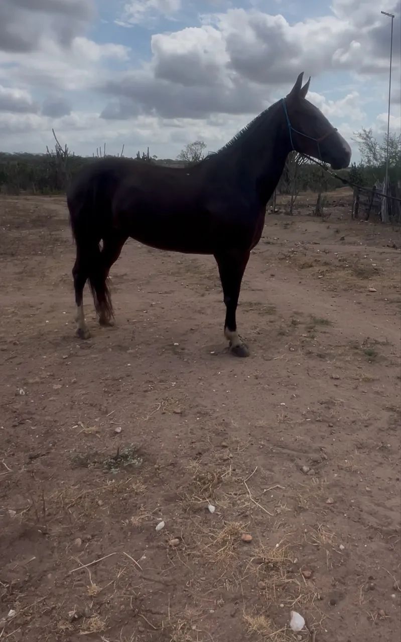 Égua mangalarga luxo de cela à venda - Foto 4