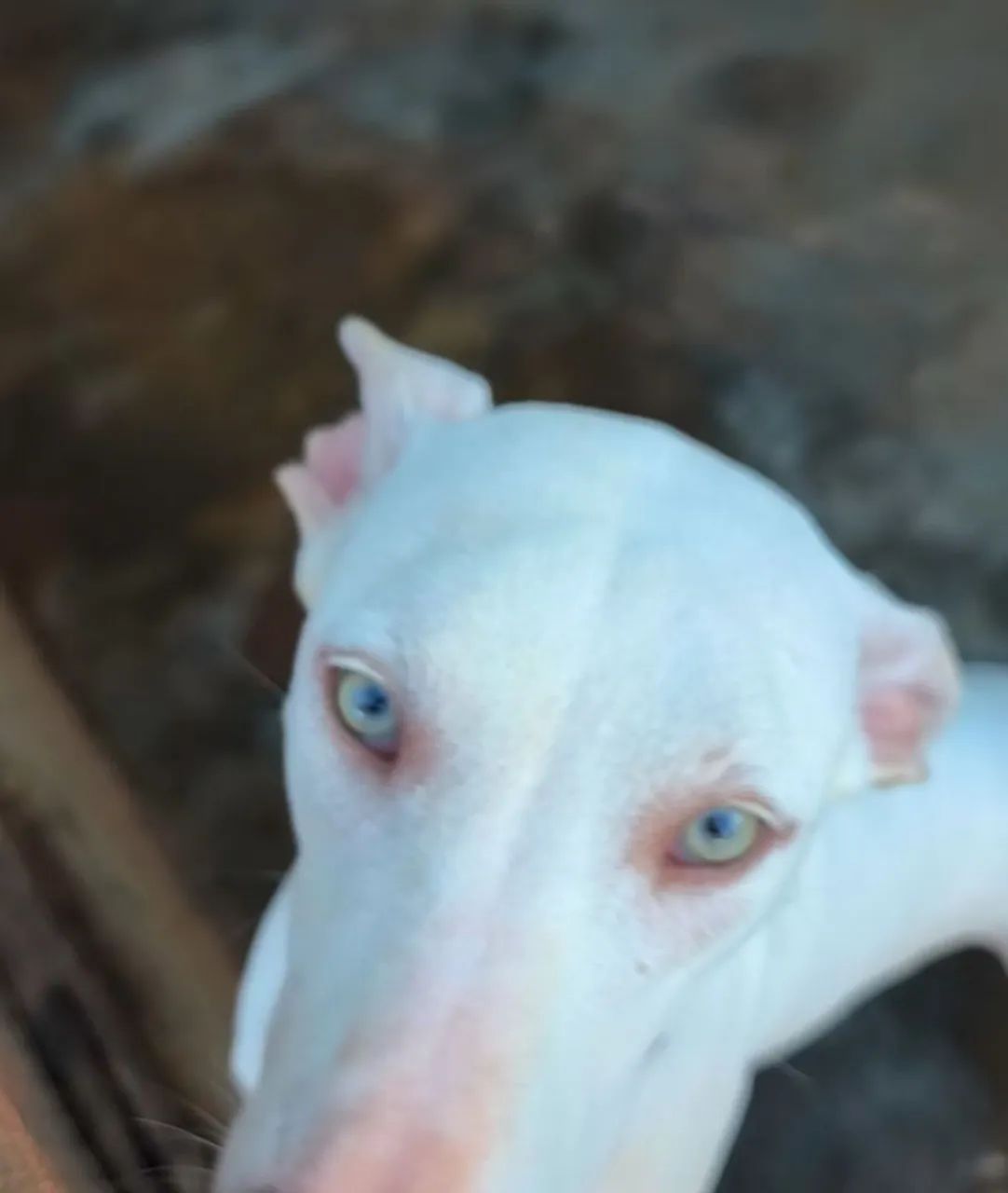 Venda de cachorra