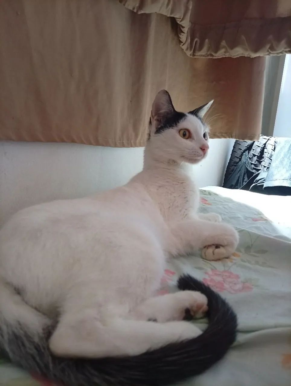 Gatinha dócil  - Foto 3