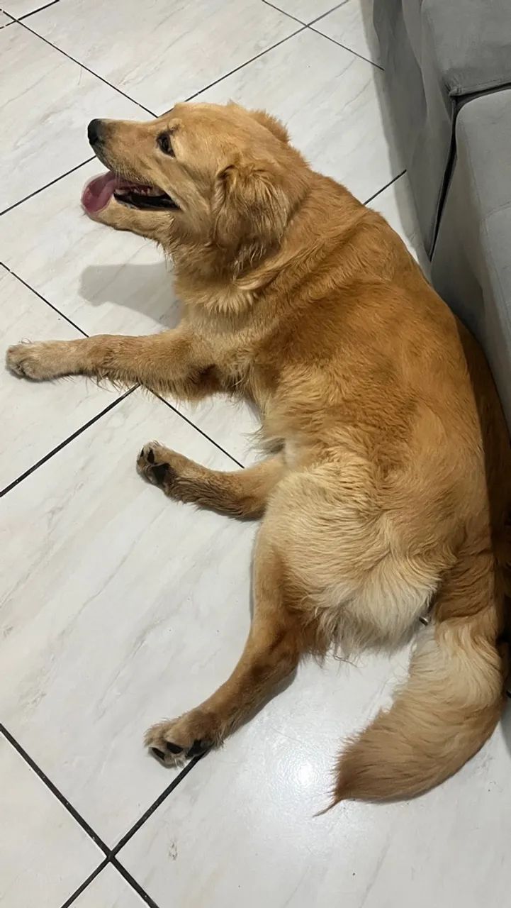 Freddy Golden Retriever Macho  - Foto 2