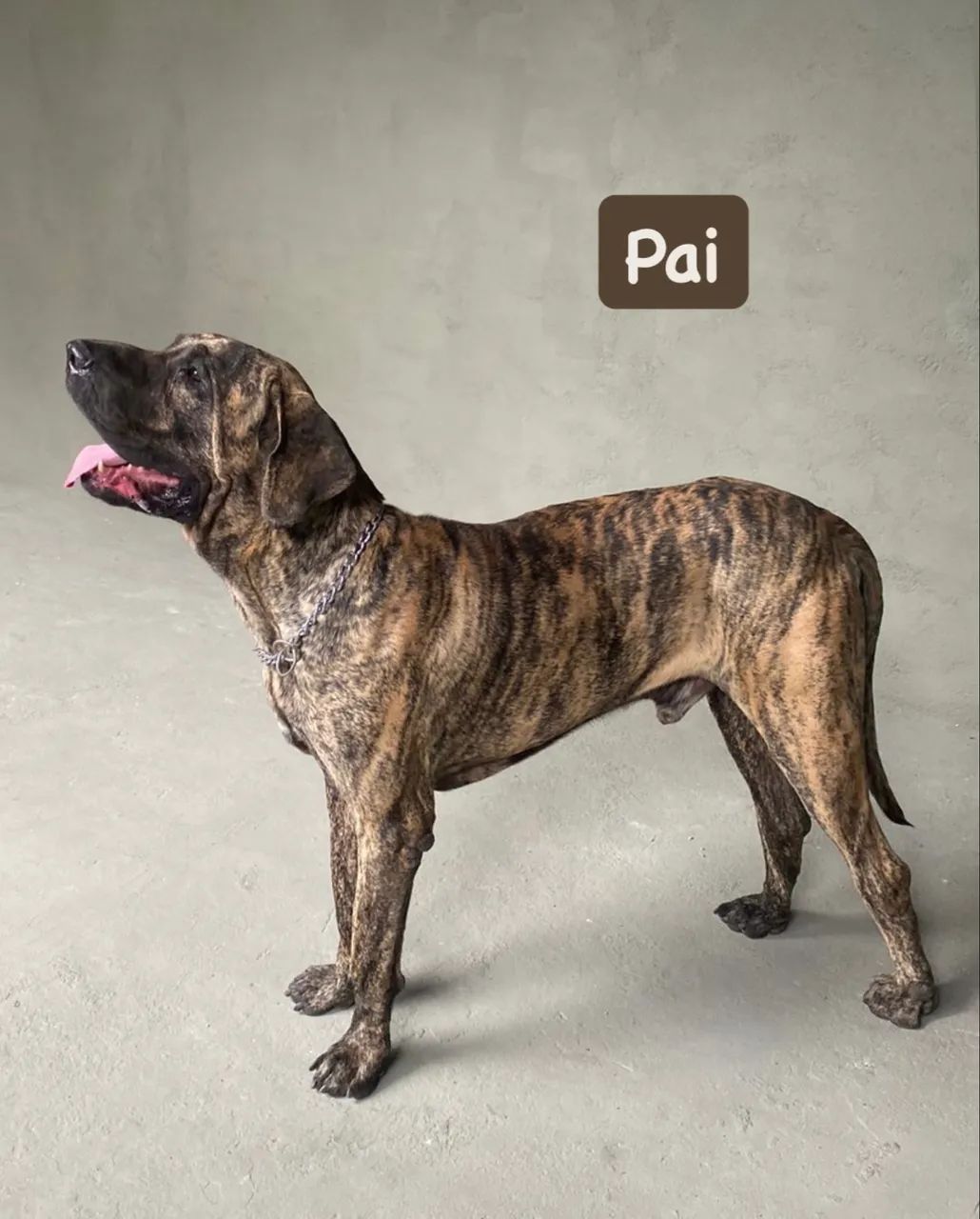 Fila Brasileiro - Foto 4