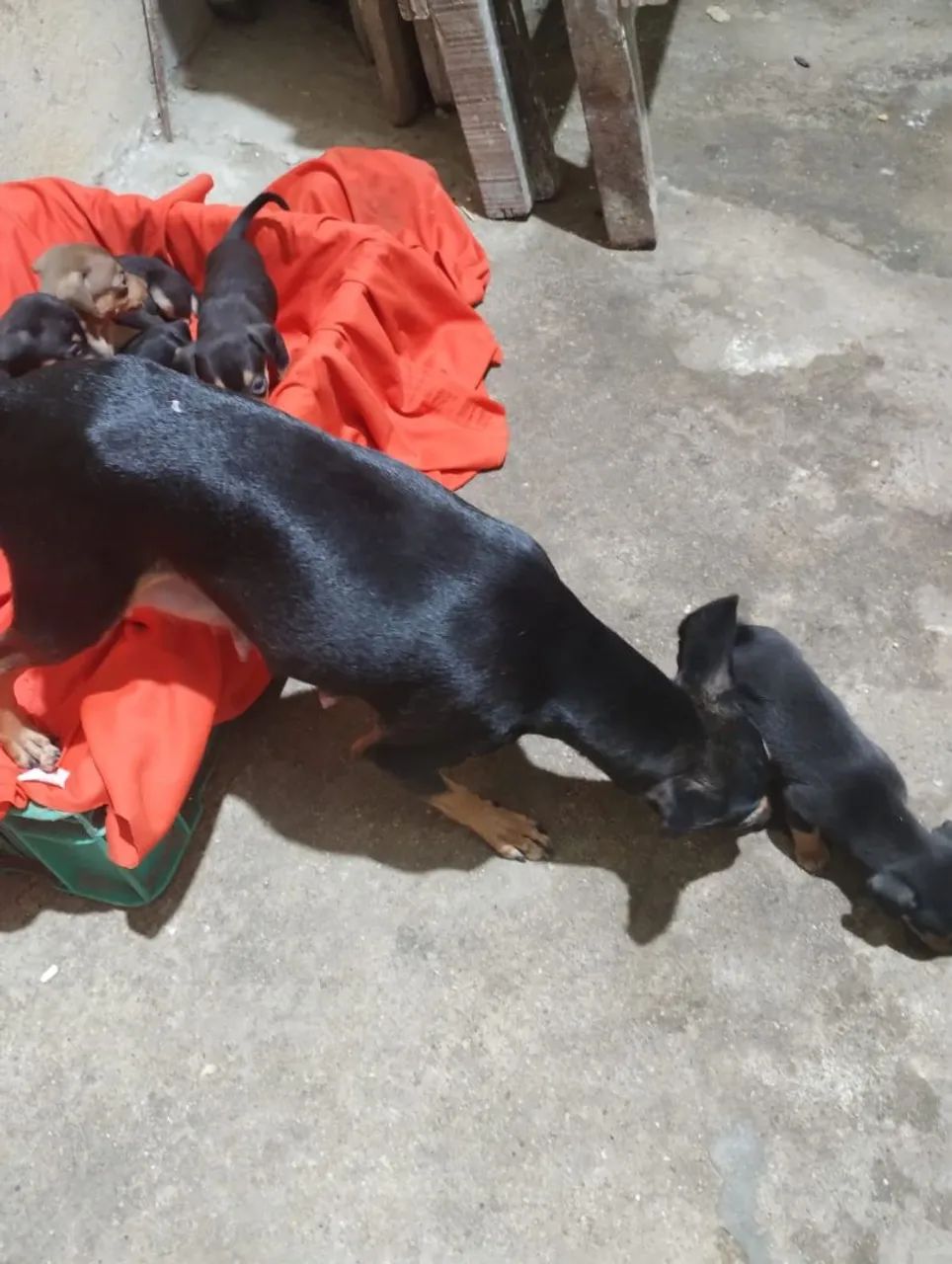 Cachorros  - Foto 3