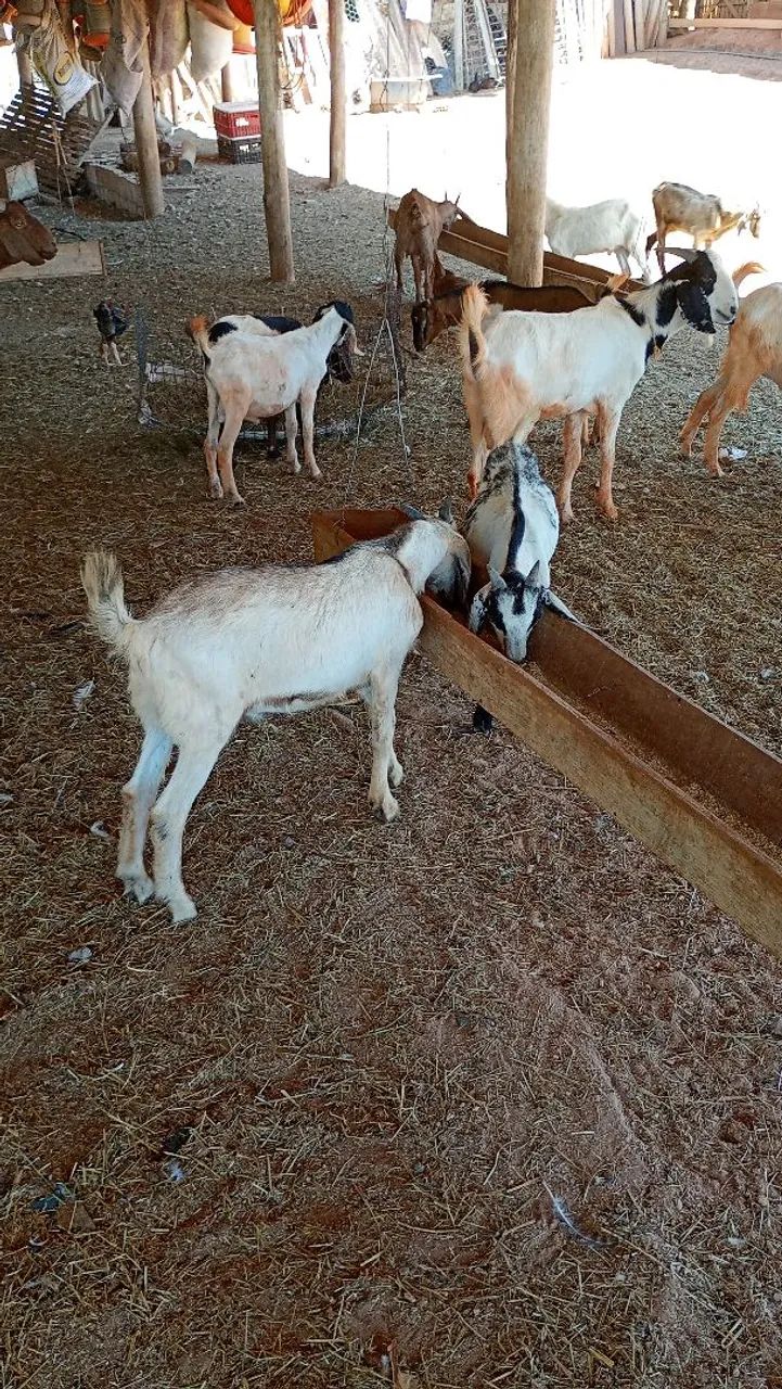 Vendo bodes cabras e carneiros 