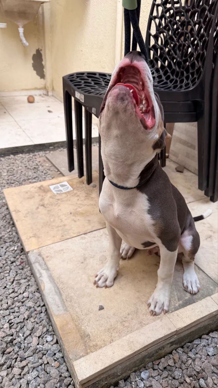 Cachorros  - Foto 4