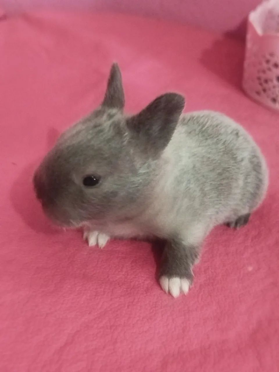 Coelhinhos bebês  - Foto 4