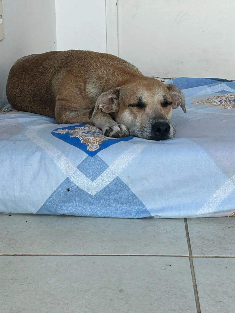 Cadela para doação  - Foto 2