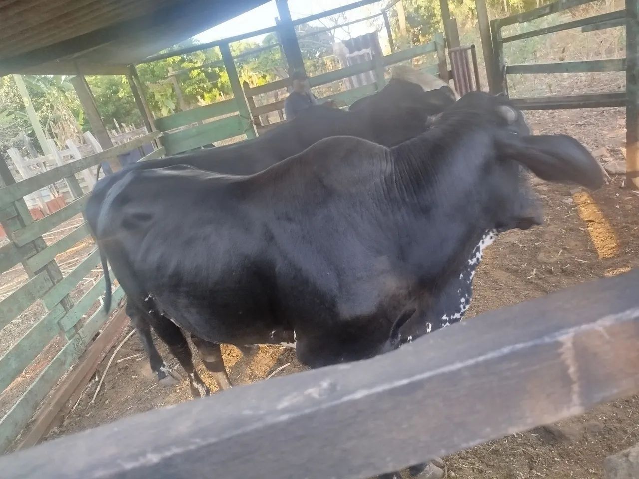 Vaca e boi - Foto 3