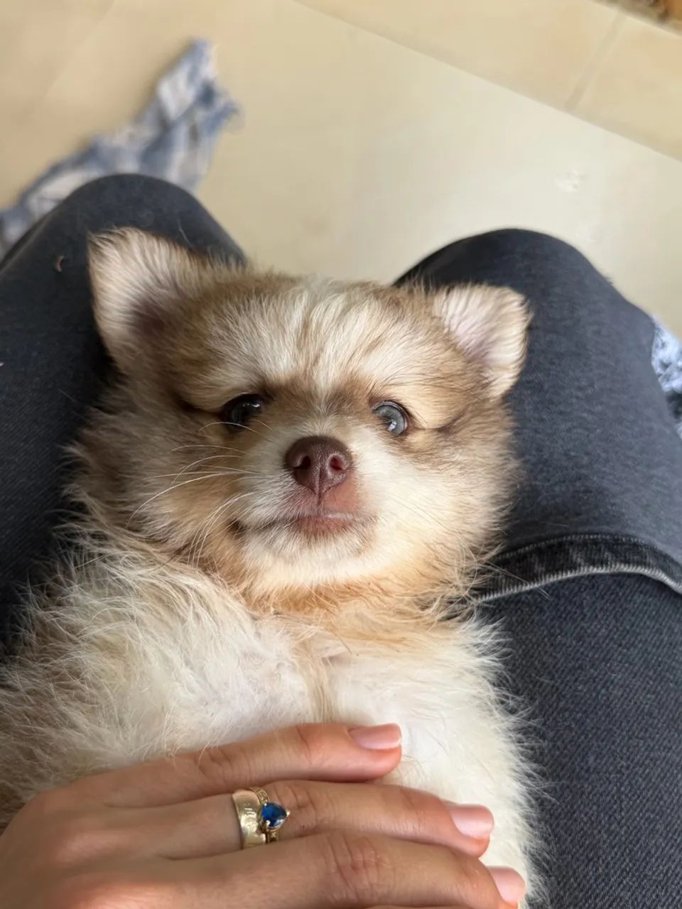 Lulu da pomerânea 