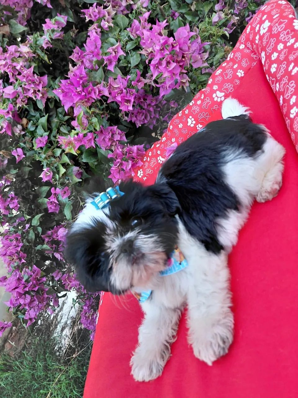 Filhote de Shih-tzu macho  - Foto 4