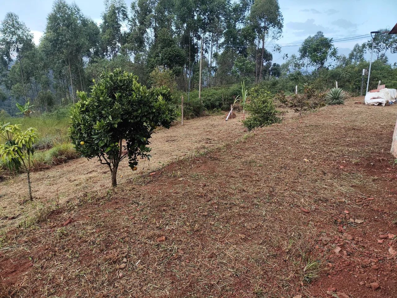 Oferta terreno na roça  - Foto 3