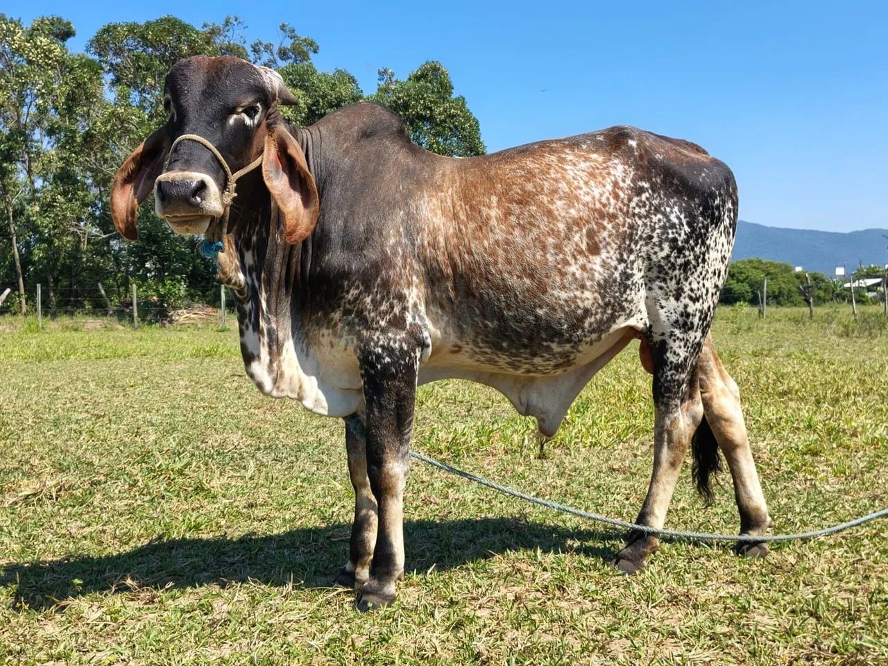 Vendo touro gir puro  - Foto 3