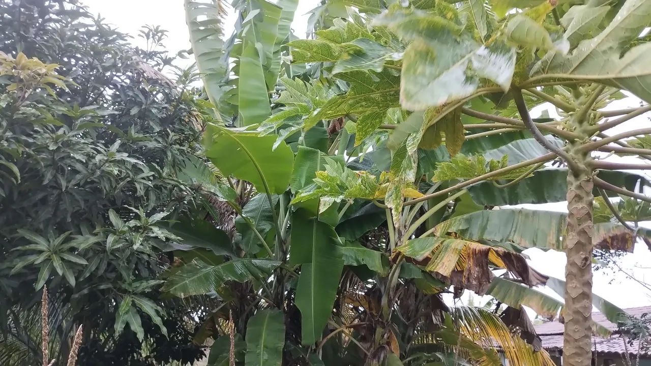 Sitio em Alagoa Nova  - Foto 4