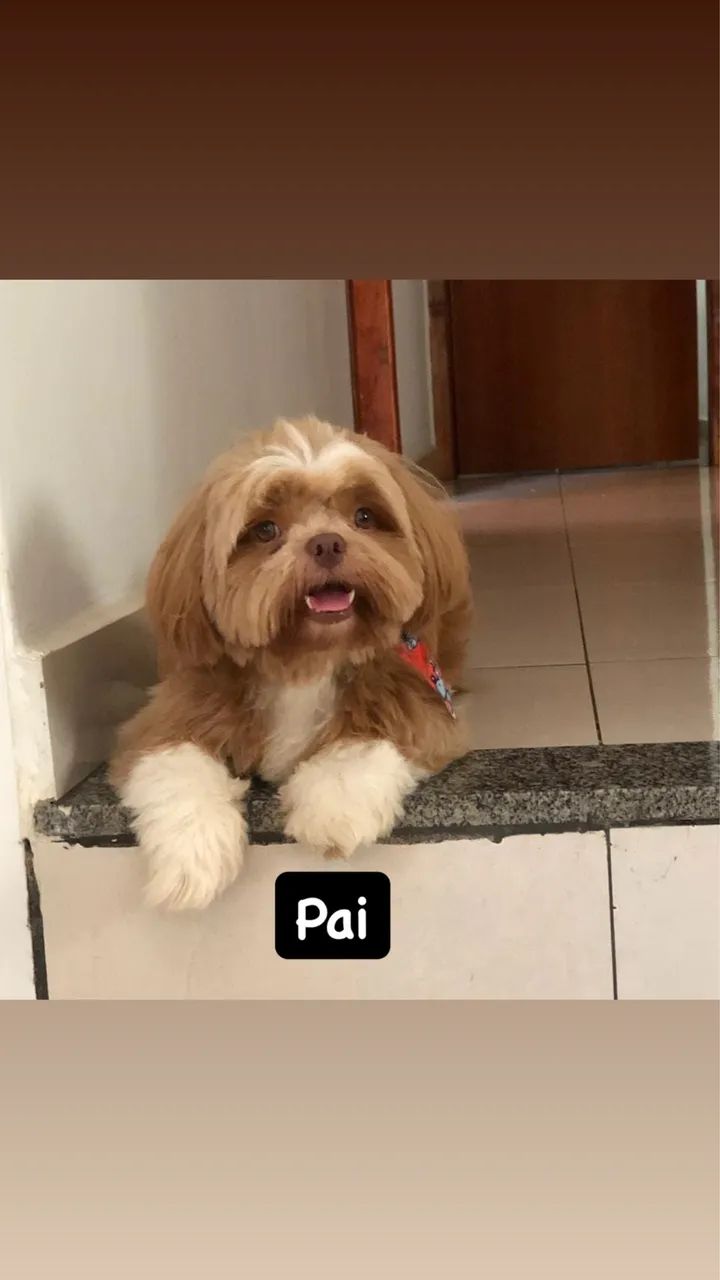 Shih tzu - Foto 5