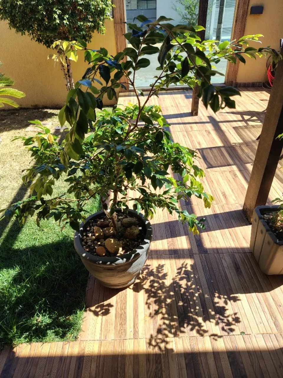 Muda de Jabuticaba Espécie Sabará Produzindo  - Foto 4