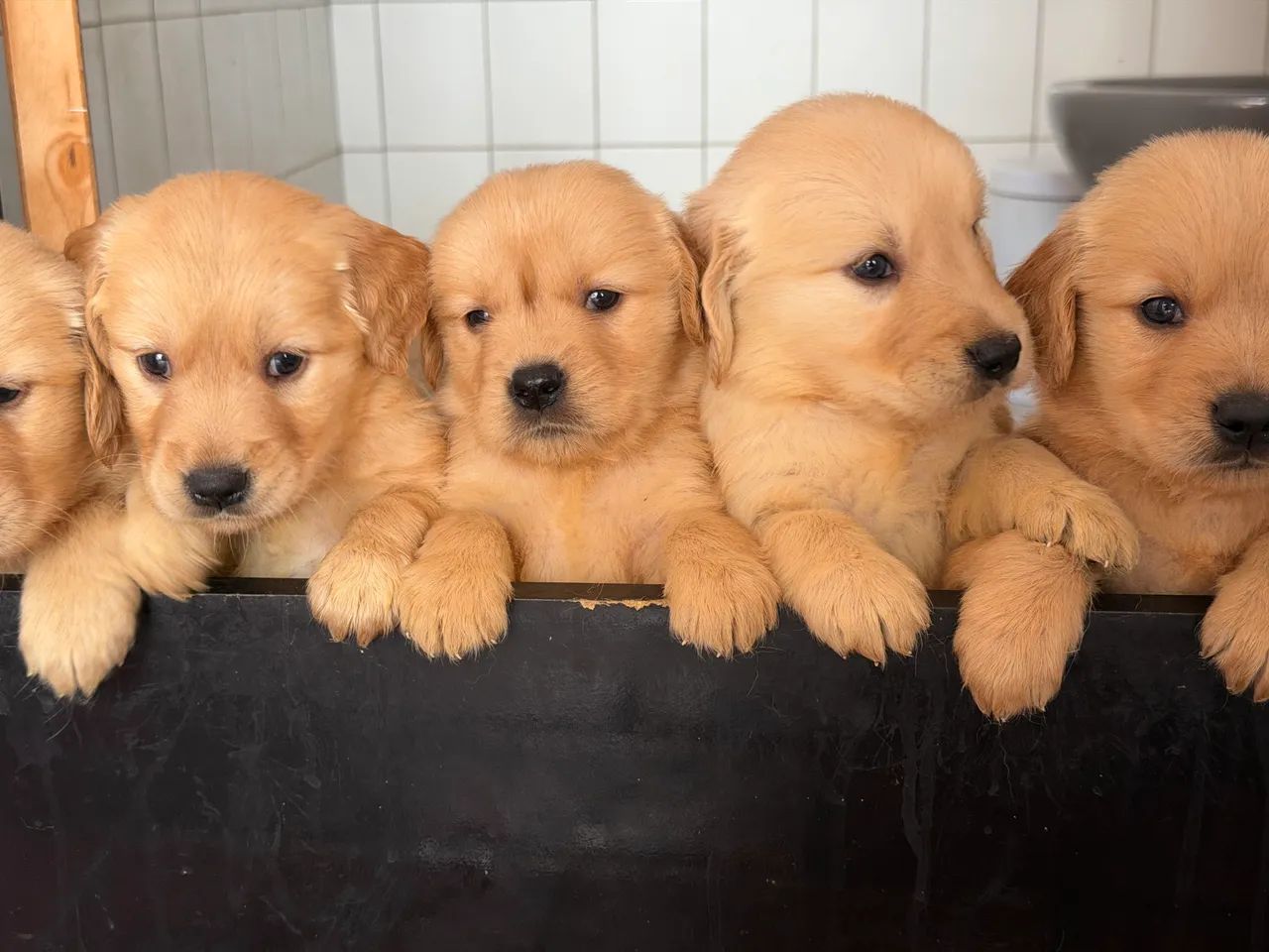 Golden  - Foto 3
