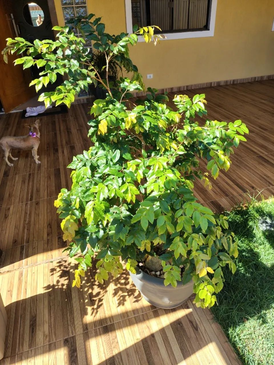 Muda de Jabuticaba Espécie Sabará Produzindo  - Foto 3