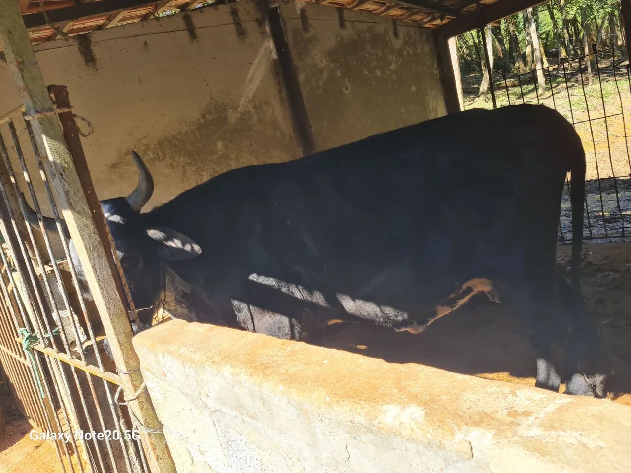 Vende-se uma vaca e um garrote 