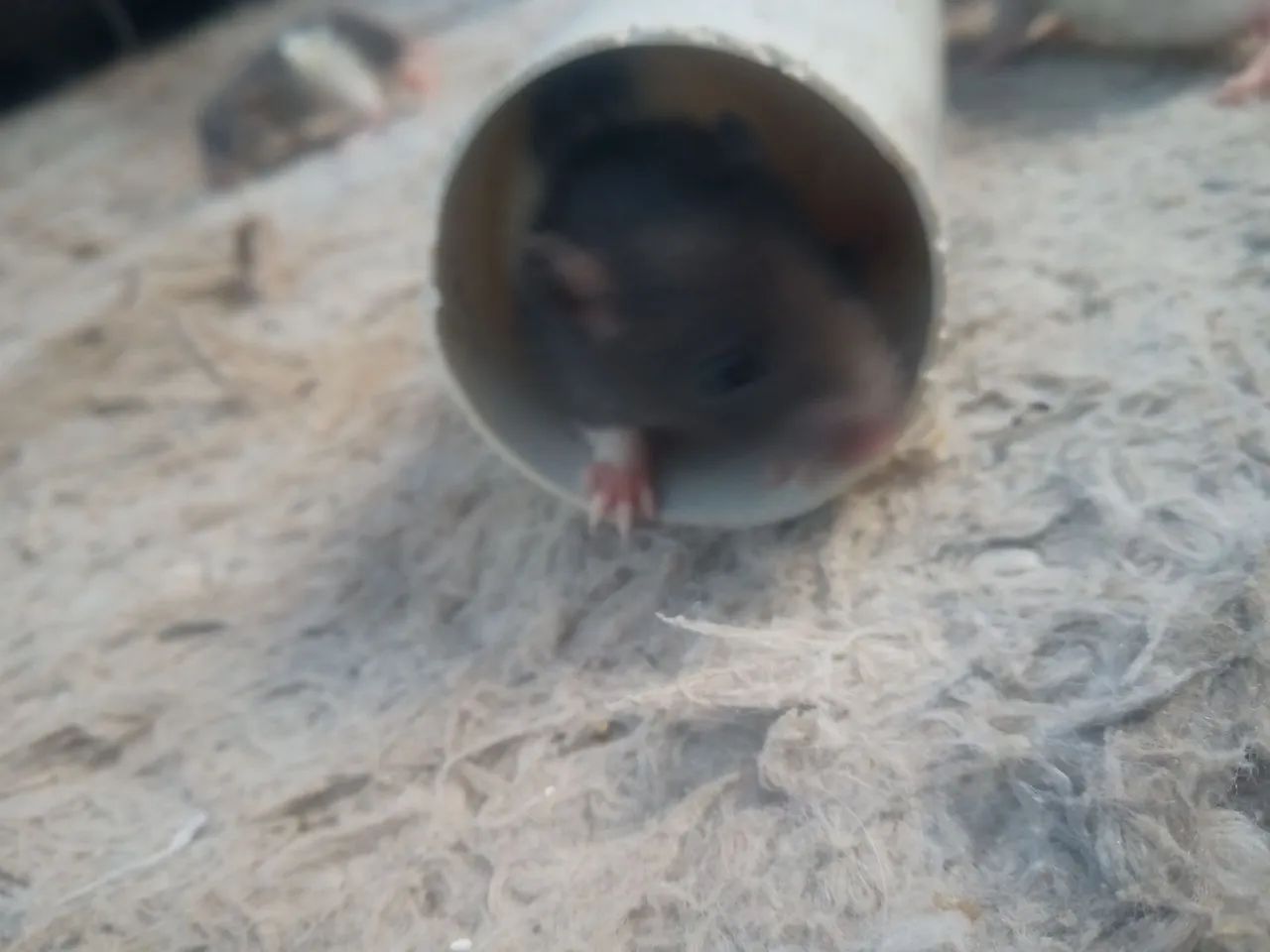 Rato Twister  - Foto 5