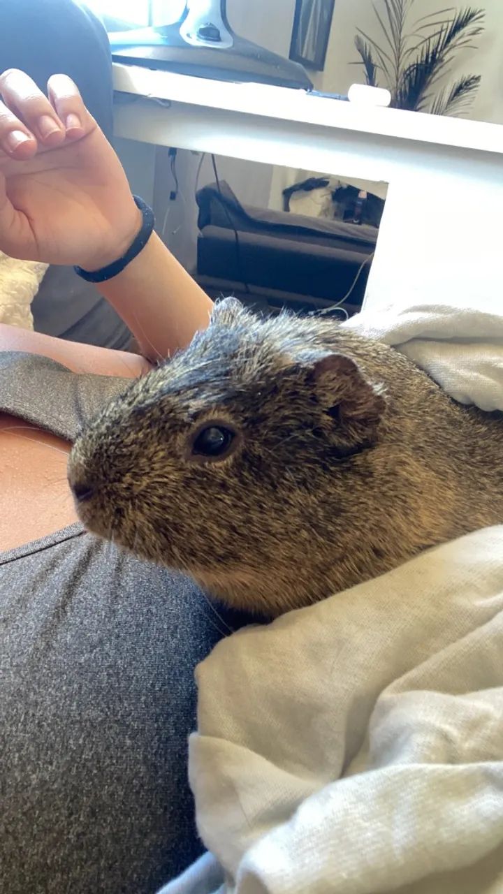 Doa-se porquinho da índia 