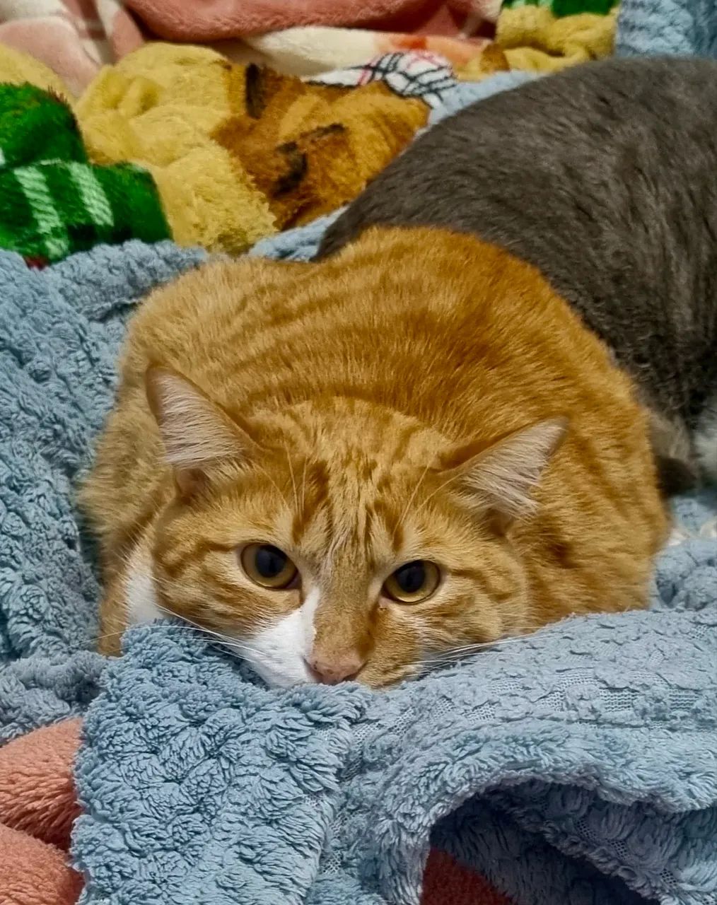 Adoção de gato - Foto 3