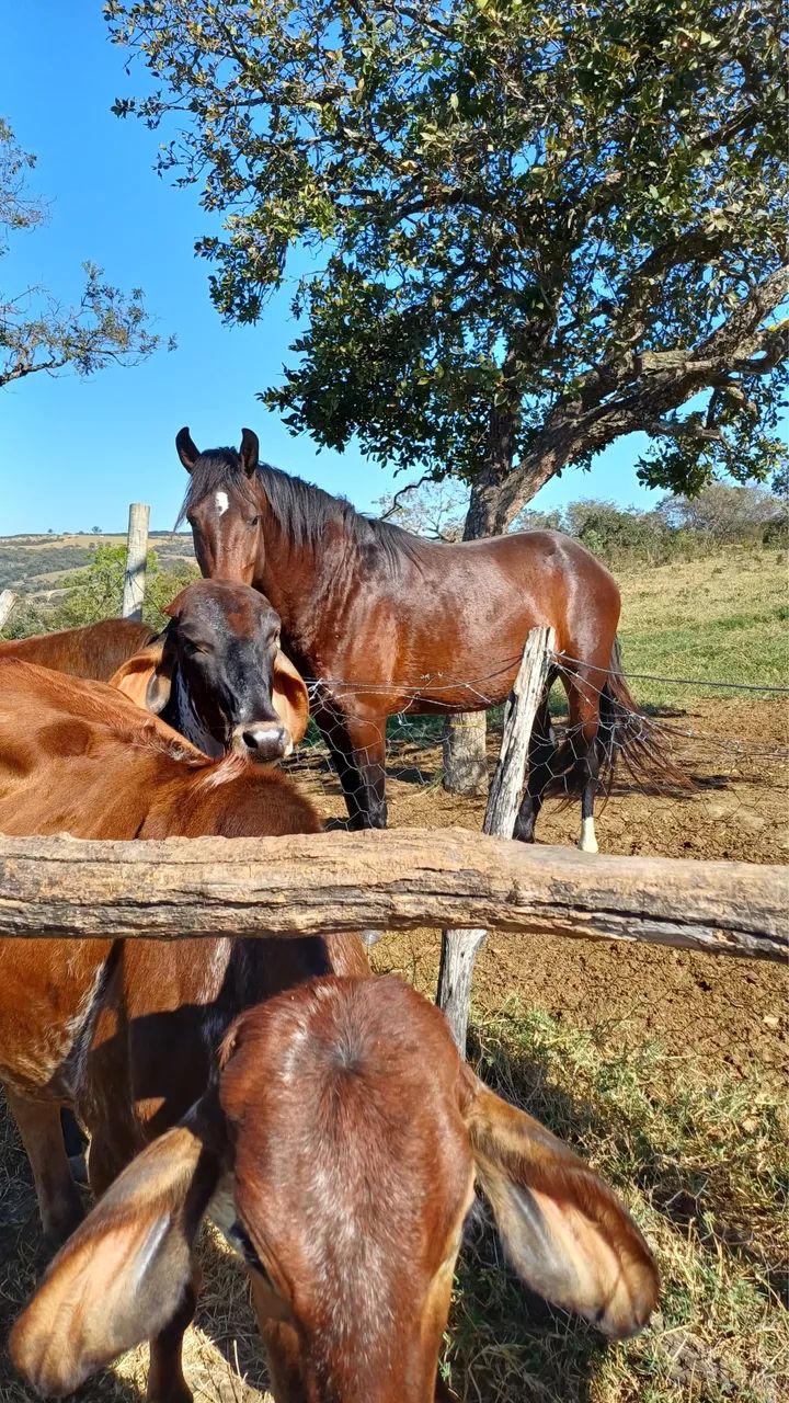 Vendo cavalo