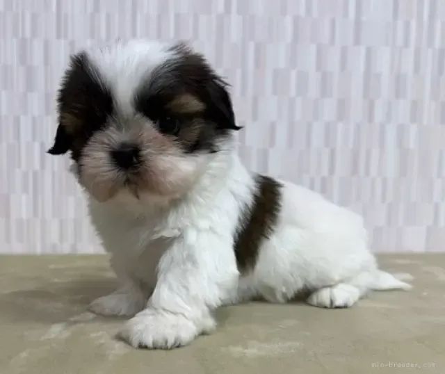 Cachorro filhote shih tzu/shitzu dócil e brincalhão com saúde