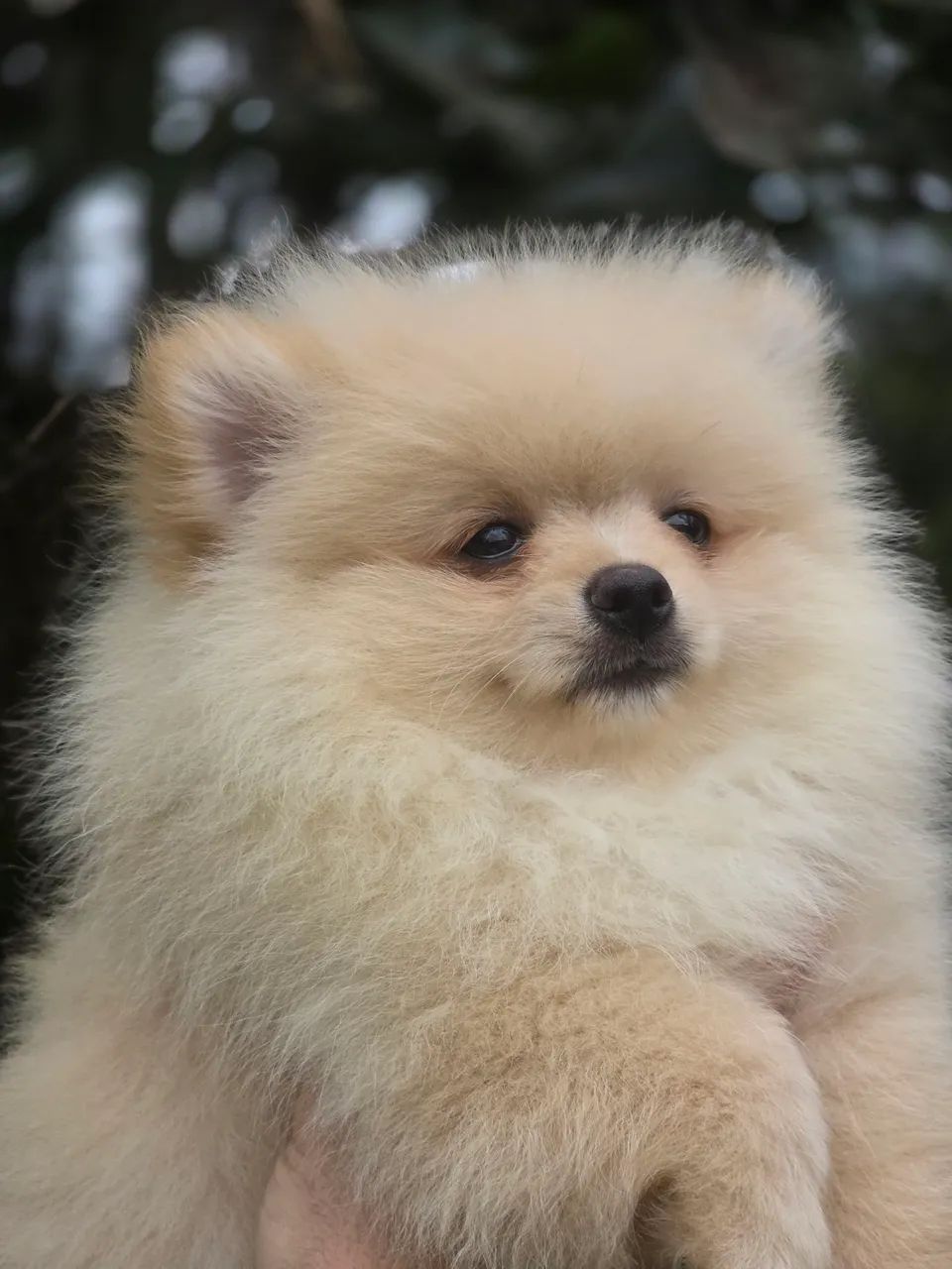 Spitz alemao  - Foto 4