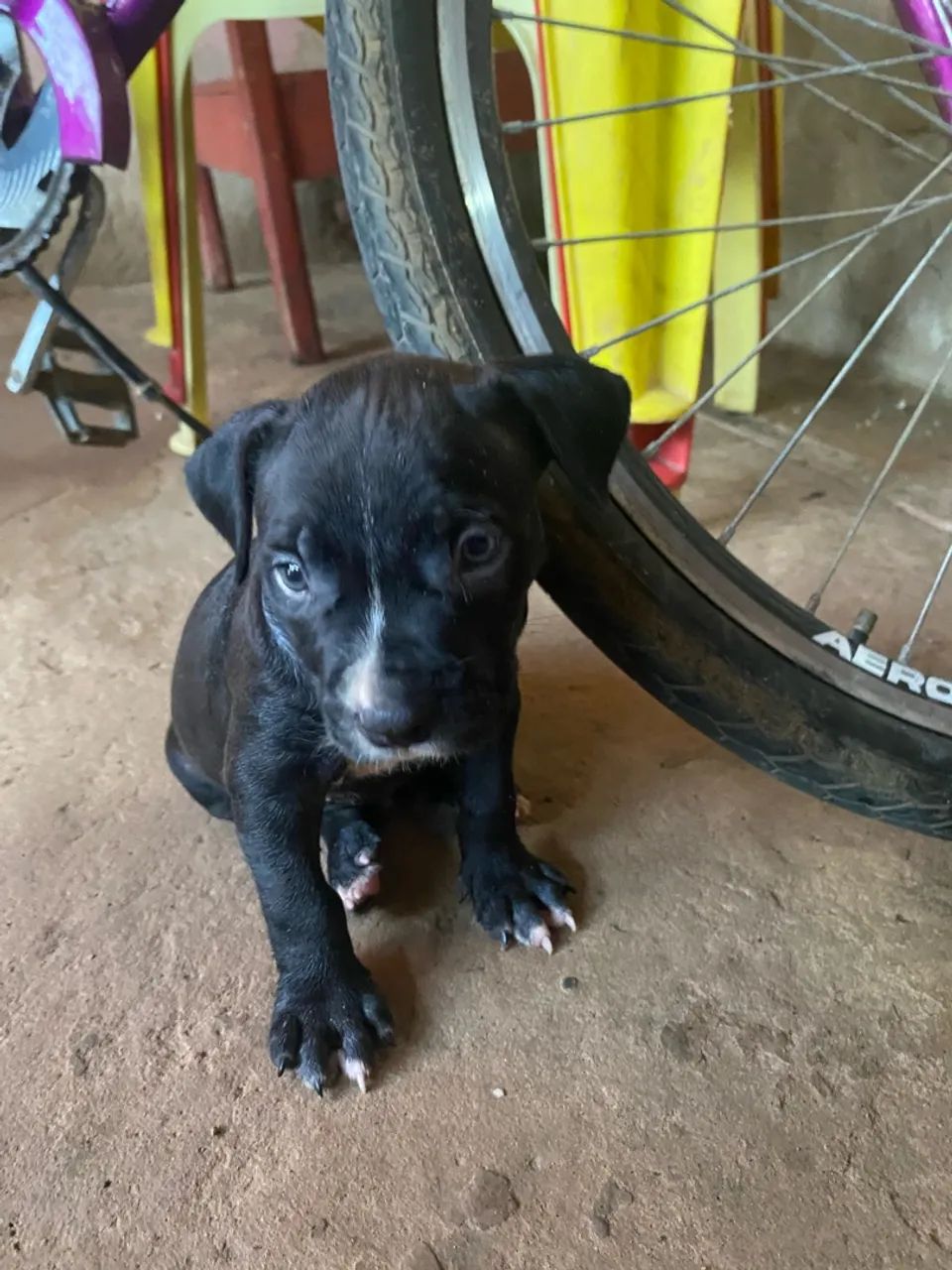 Cachorro pitbull  - Foto 2