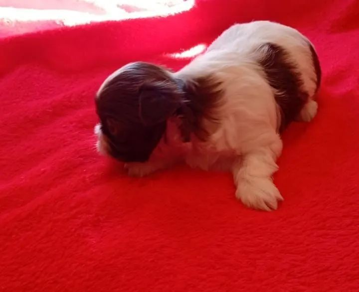 Shihtzu  - Foto 2