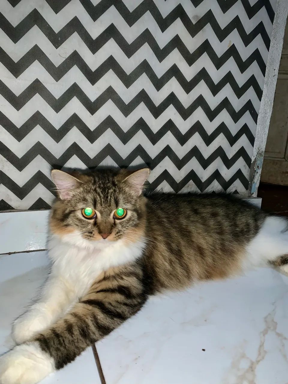 Gata para doação - Foto 3