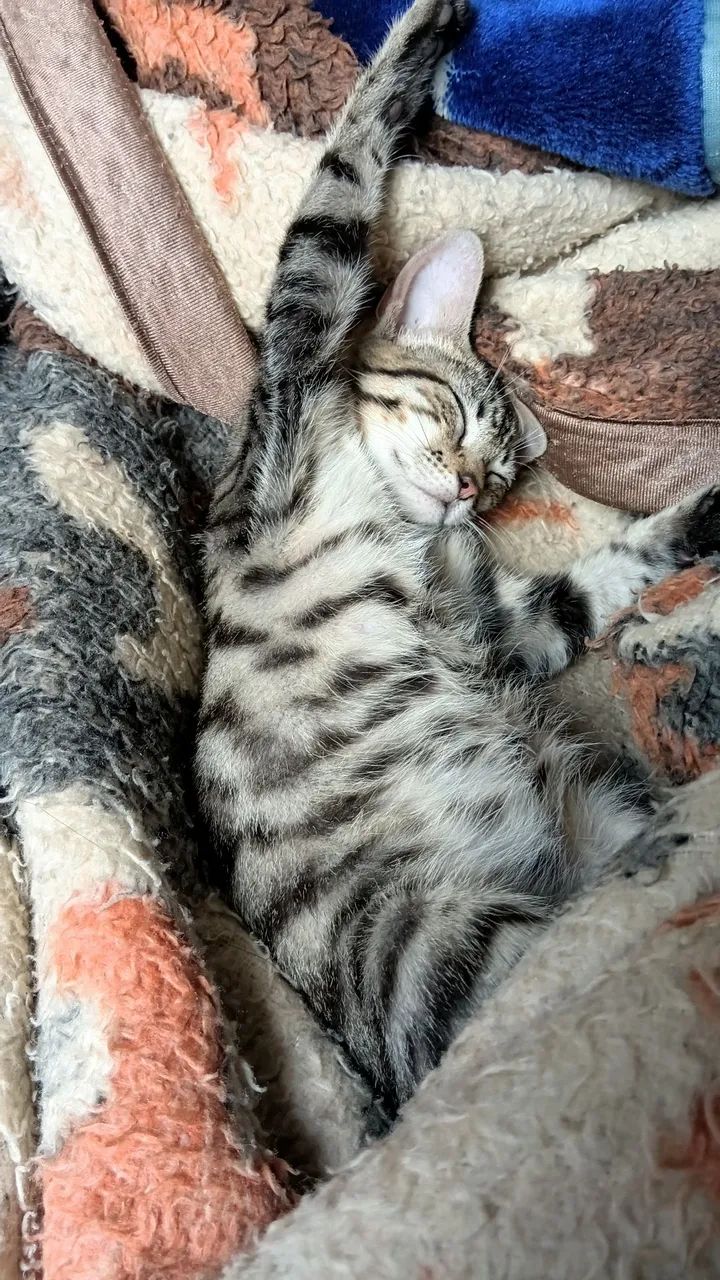Gata pra doação  - Foto 3