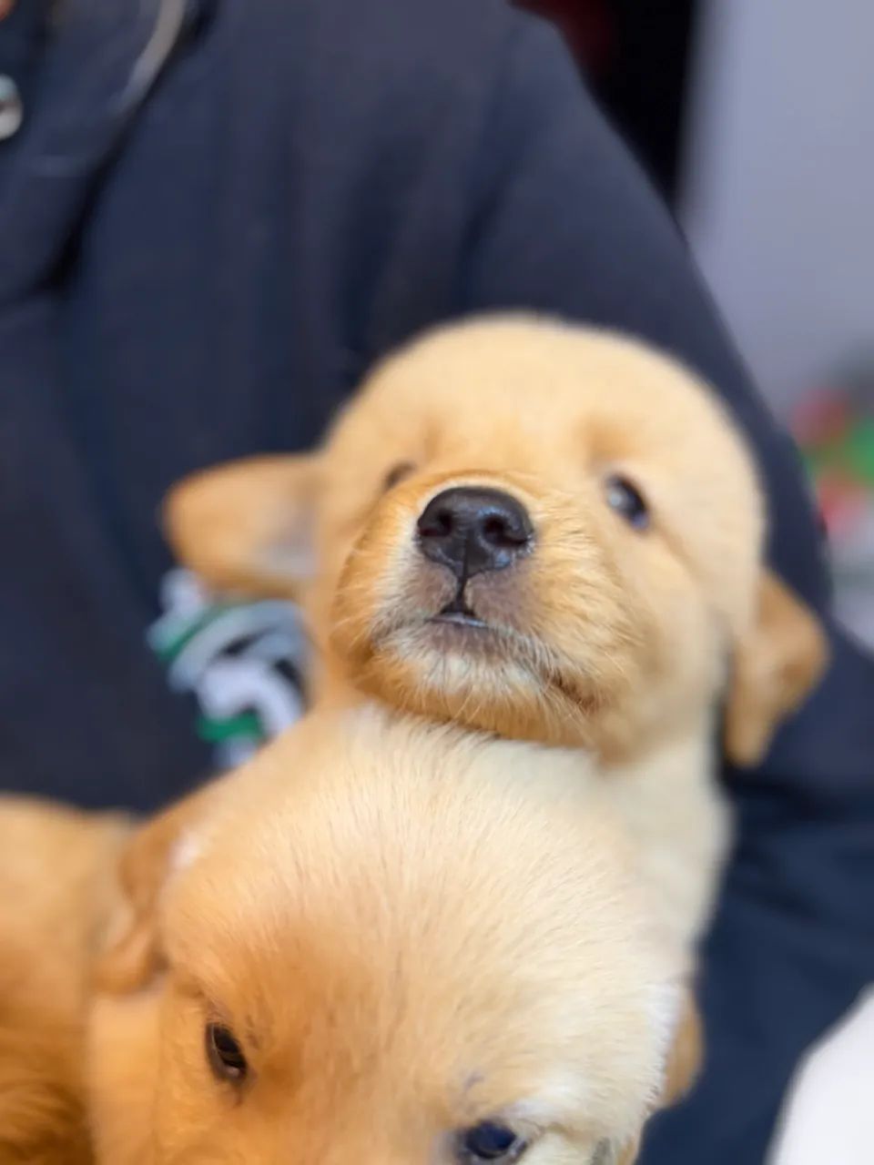 Golden retriever  - Foto 2