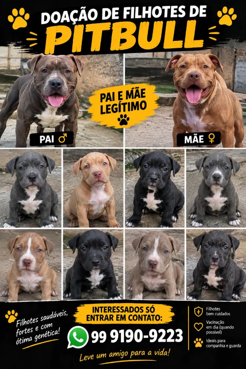 Doação de filhotes de pitbulls  legitimo